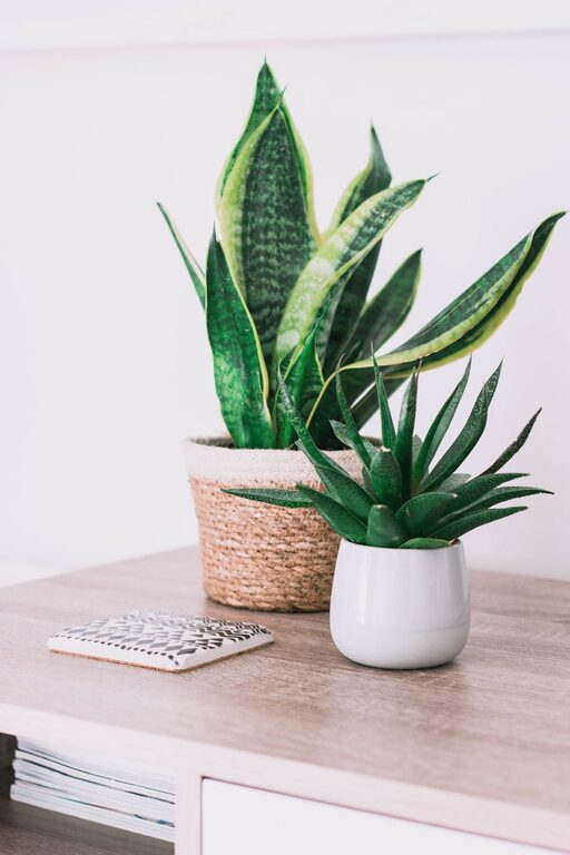 Essential Tips for Keeping Your Houseplants Healthy and Thriving